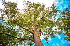 How Our Tree Care Process Works  in  Goddard, KS