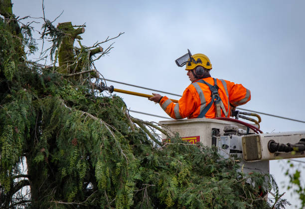 Trusted Goddard, KS Tree Care Experts