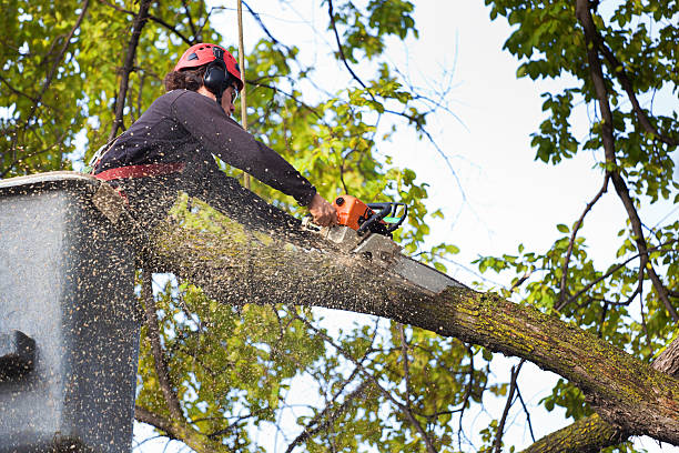 Best Palm Tree Trimming  in Goddard, KS