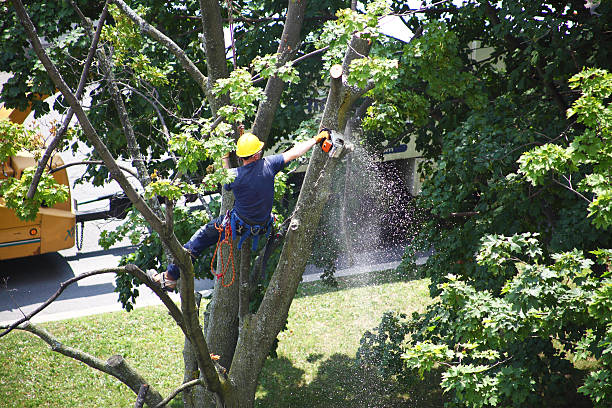 Best Lawn Irrigation Installation and Maintenance  in Goddard, KS