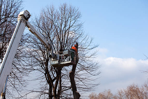 Best Emergency Tree Removal  in Goddard, KS