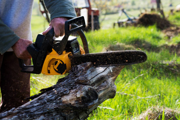 Best Fruit Tree Pruning  in Goddard, KS