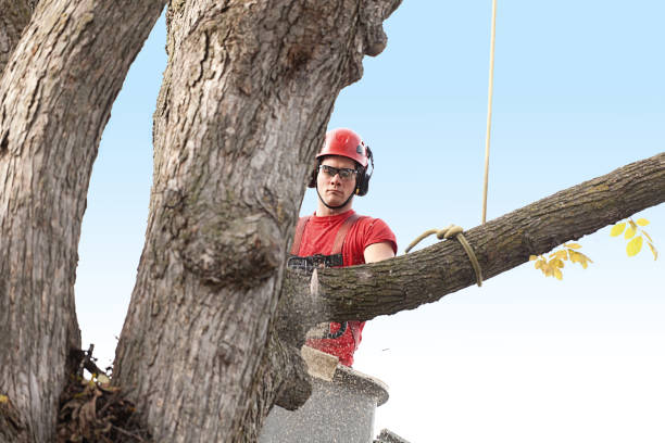 Best Utility Line Clearance  in Goddard, KS